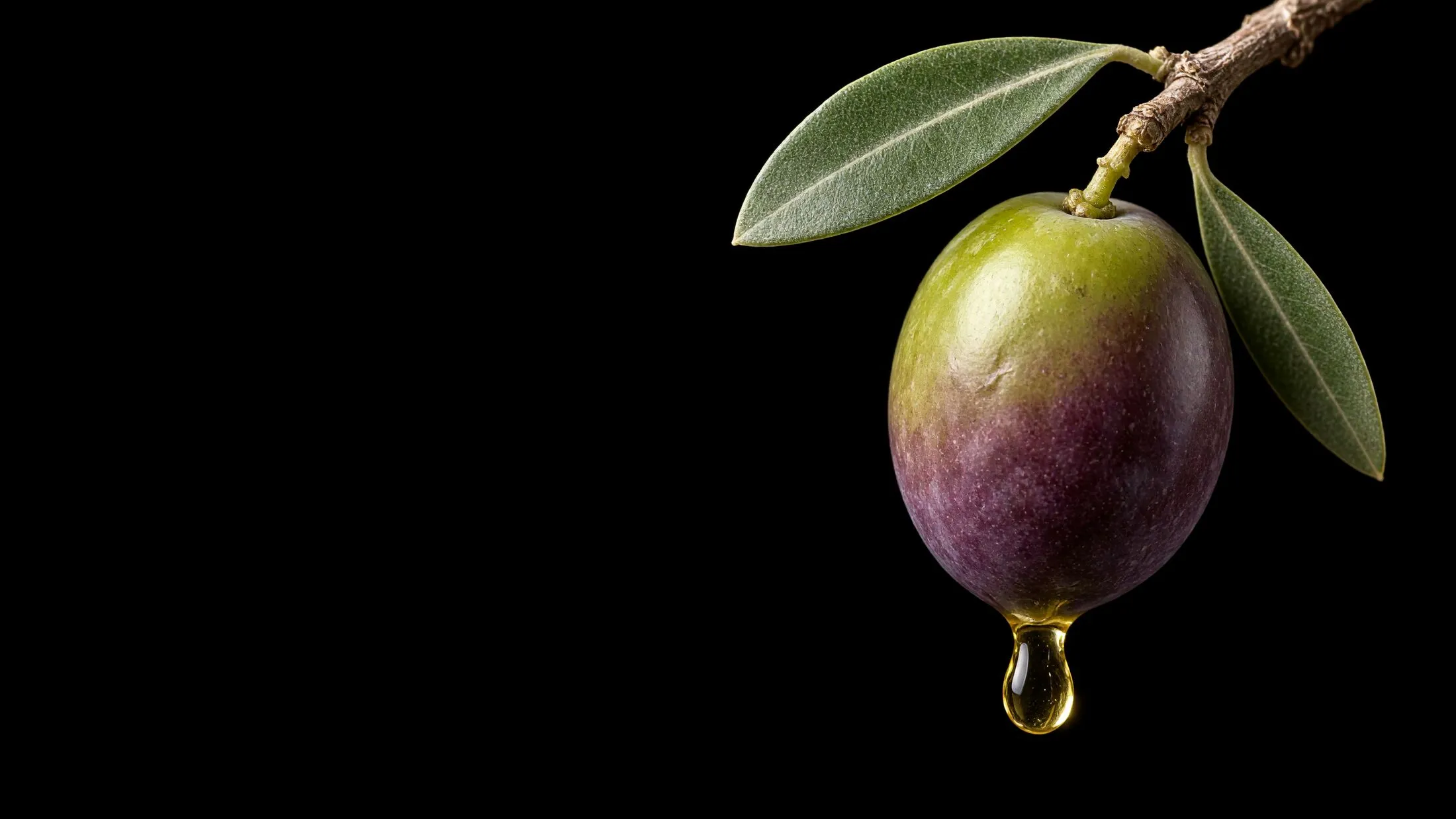 Una aceituna entera colgando de su rama, con una gota de aceite